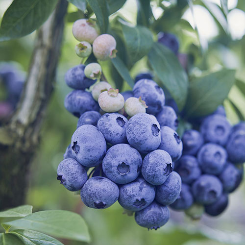 Patriot Blueberry